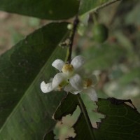 Atalantia ceylanica (Arn.) Oliv.